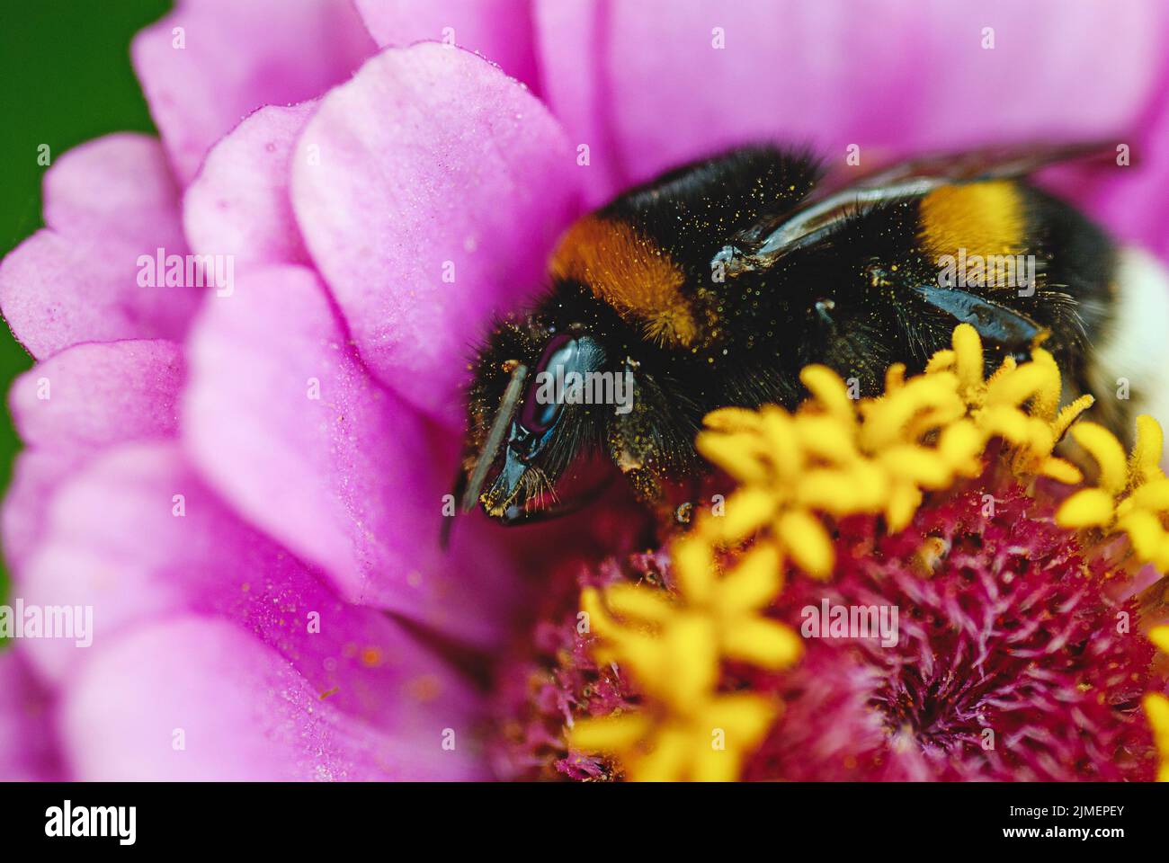 Bombus hortorum bumblebee sleeping on a flower, daytime sleep Stock
