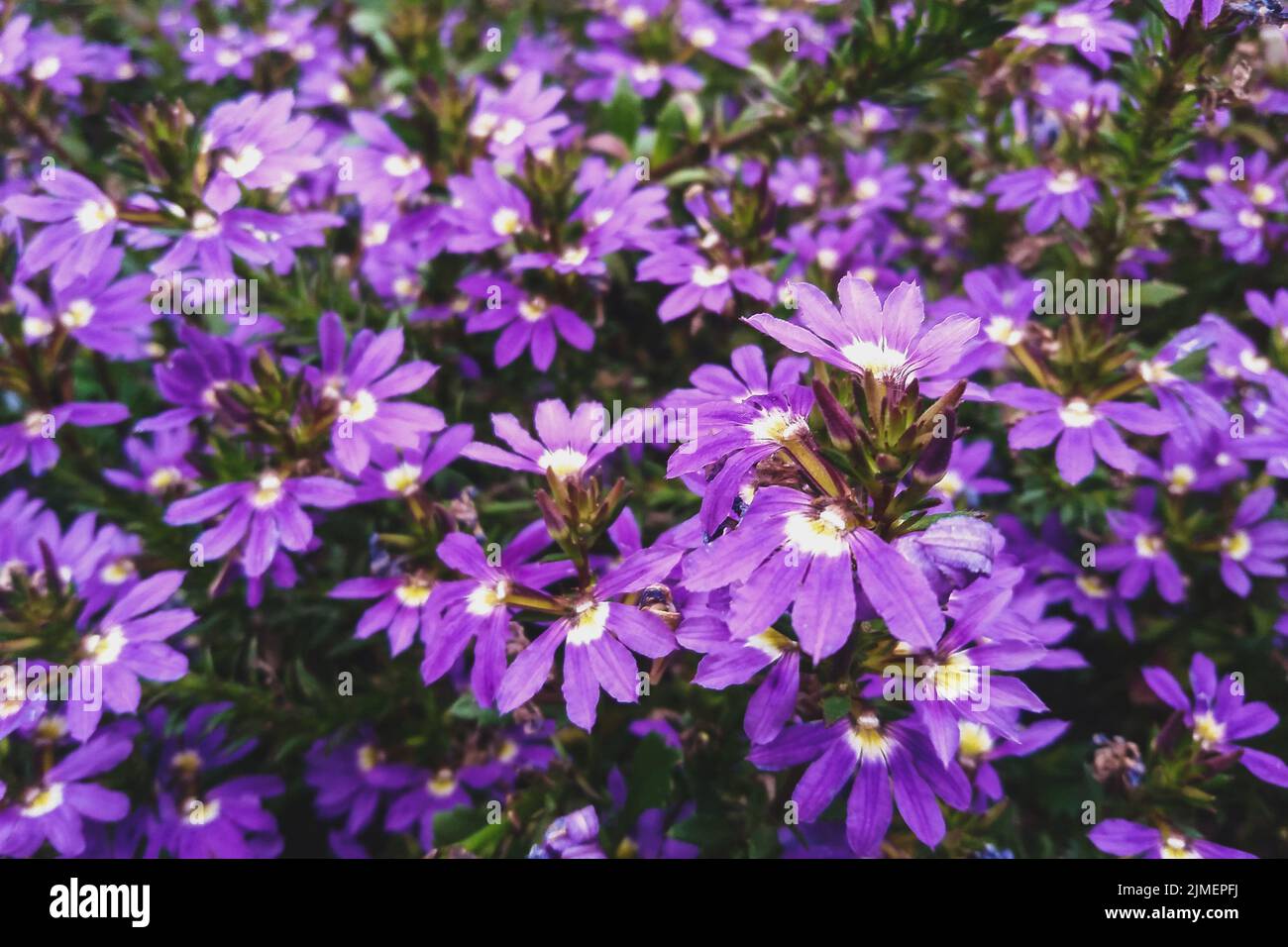 Fairy Fan-flower purple flowers in the garden, Scaevola aemula in bloom Stock Photo