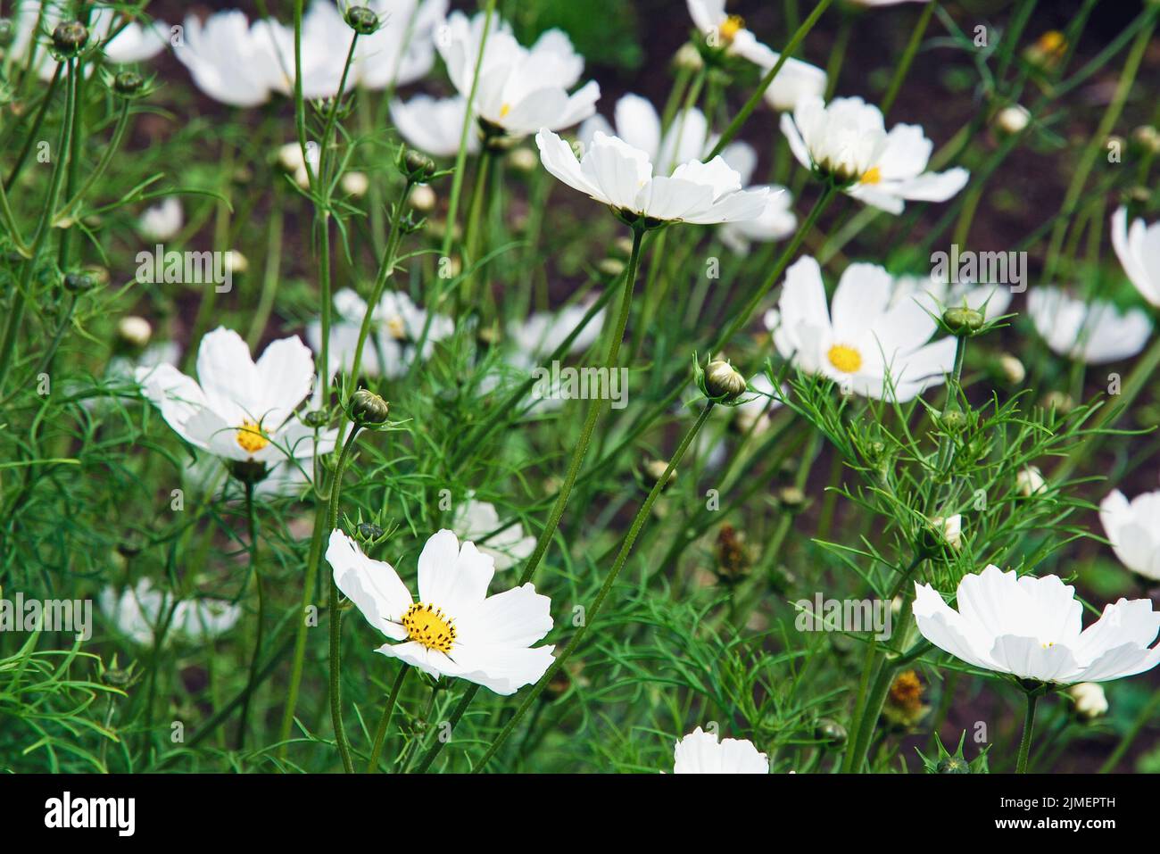 Garden cosmos bipinnatus hi-res stock photography and images - Alamy