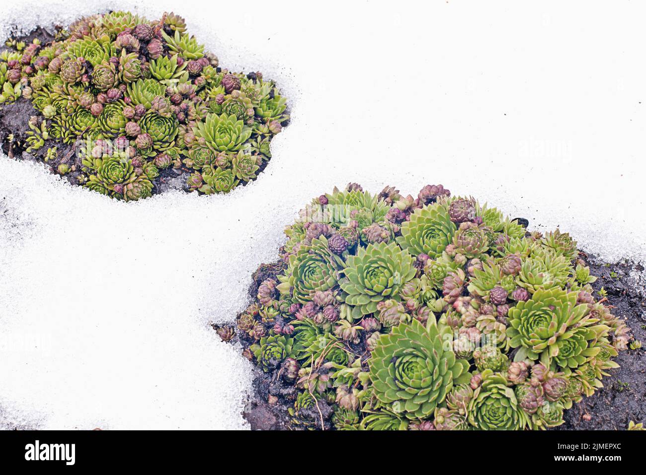 Houseleek in snow - Sempervivum succulents in early spring Stock Photo