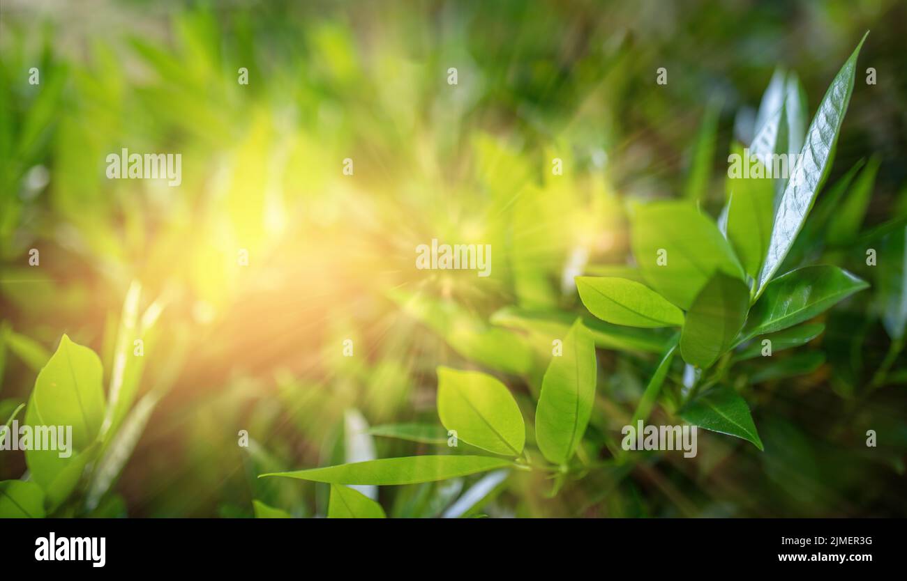 Green branches in the sunrise background Stock Photo