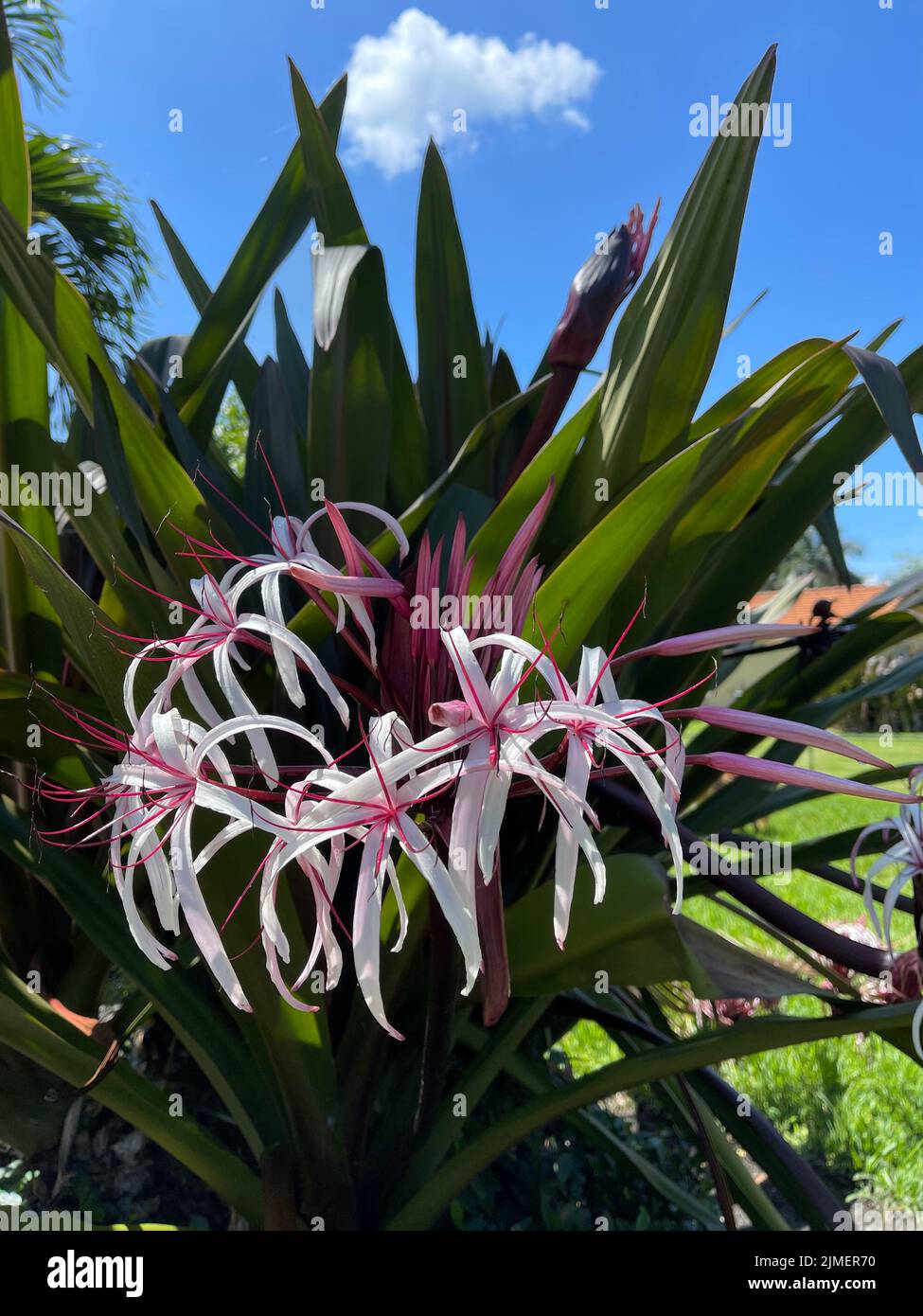 The vertical close-up view of a Crinum asiaticum flower plant under the blue sky Stock Photo