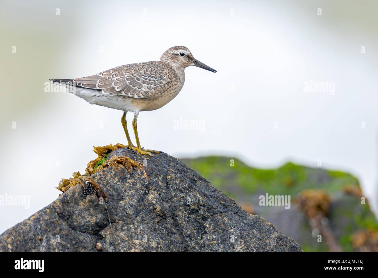 A Red Knot in the transition plumage summer-winter stands on a rock / Calidris canutus Stock Photo
