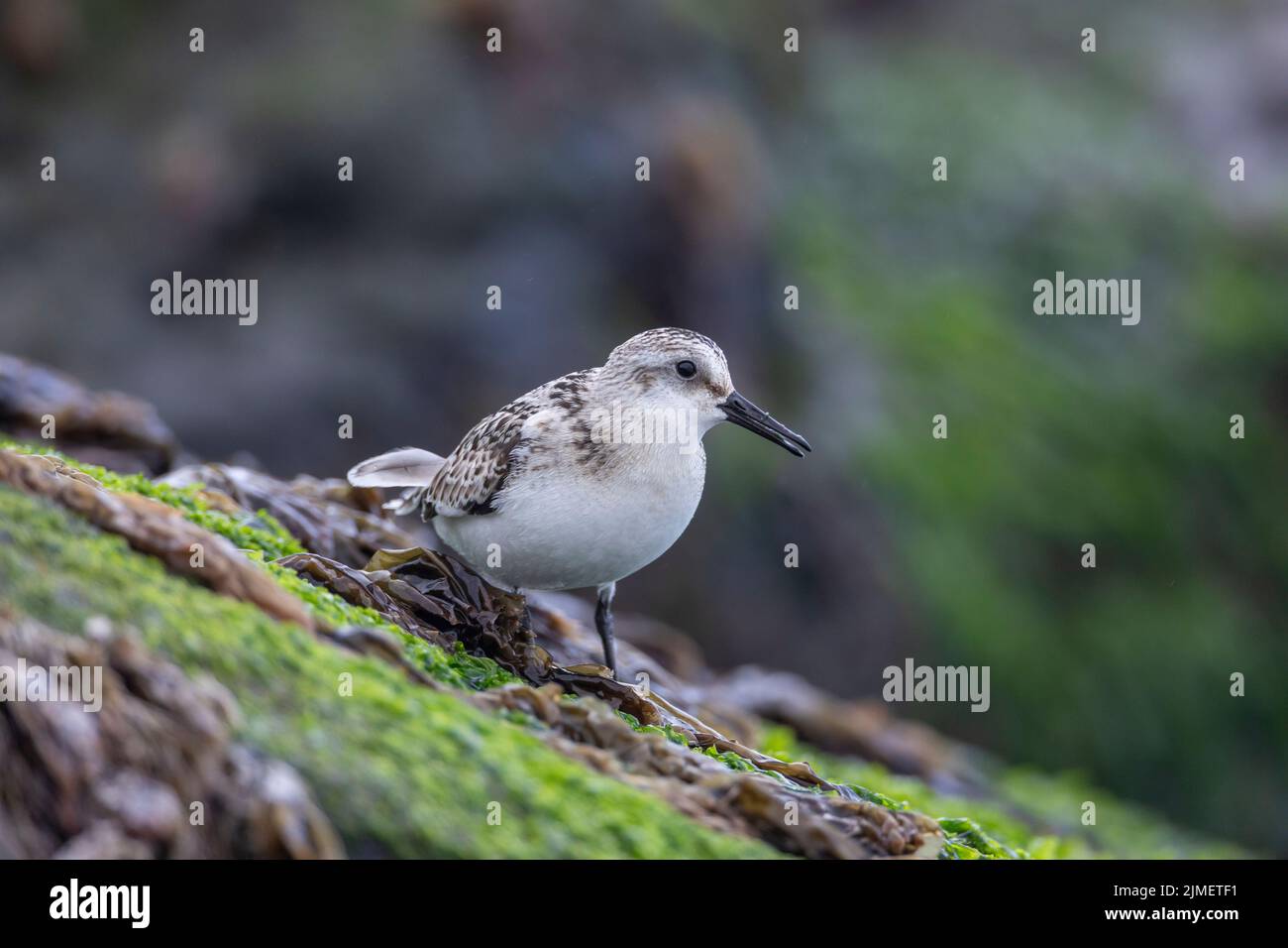 A Sanderling searches for food among sea lettuce on a rock in the surf / Calidris alba Stock Photo