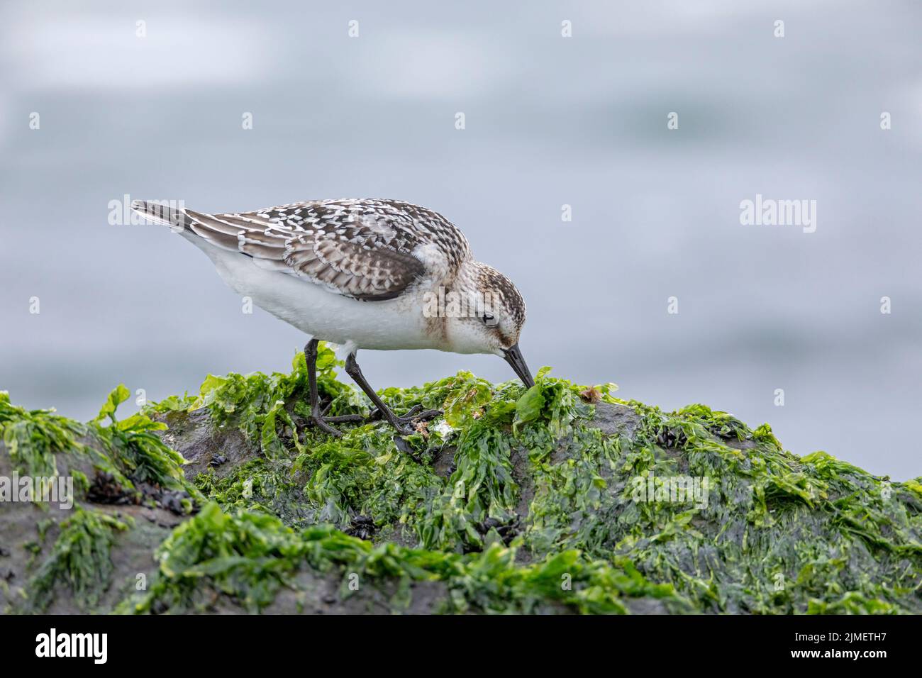 A Sanderling searches for food among sea lettuce on a rock in the surf / Calidris alba Stock Photo