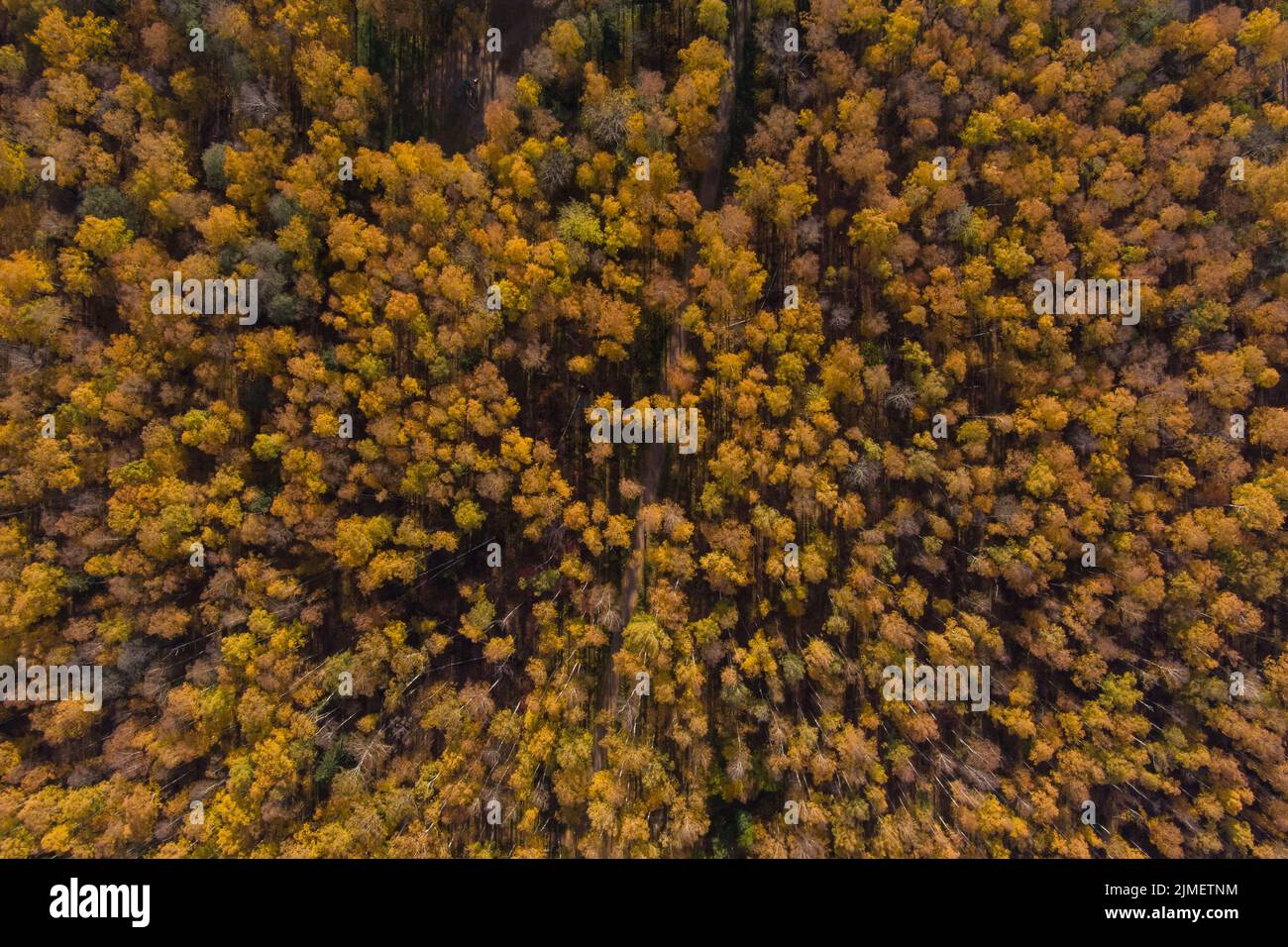 Golden autumn, Treetops from a bird's eye view at sunset, the drone rises above the trees, golden tree crowns, a path in the for Stock Photo