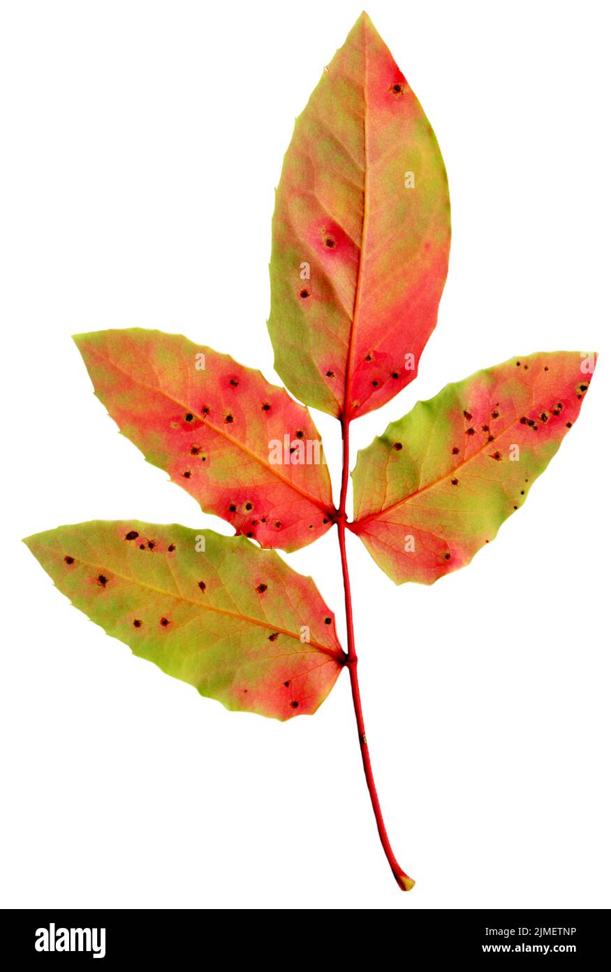 Gold leaf pattern hi-res stock photography and images - Alamy