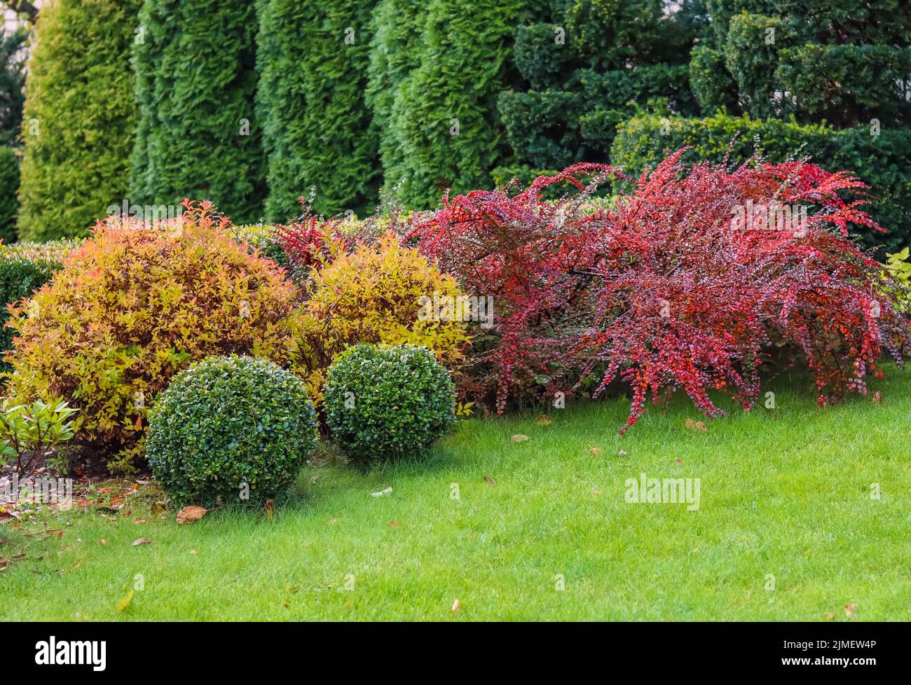 Landscaping of a garden with a green lawn, colorful decorative shrubs and shaped yew and boxwood, Buxus, in autumn Stock Photo