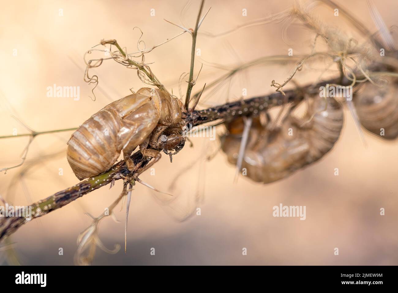 Cicada shells on a tree during summer. Stock Photo
