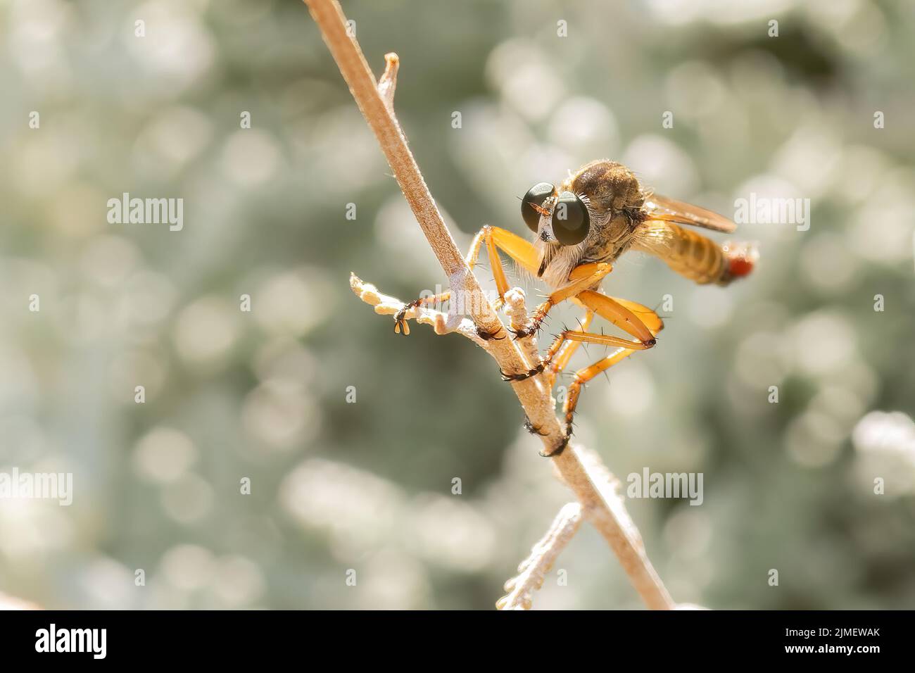 Macro photo of a fly bug. Parasite animal on a plant. Stock Photo