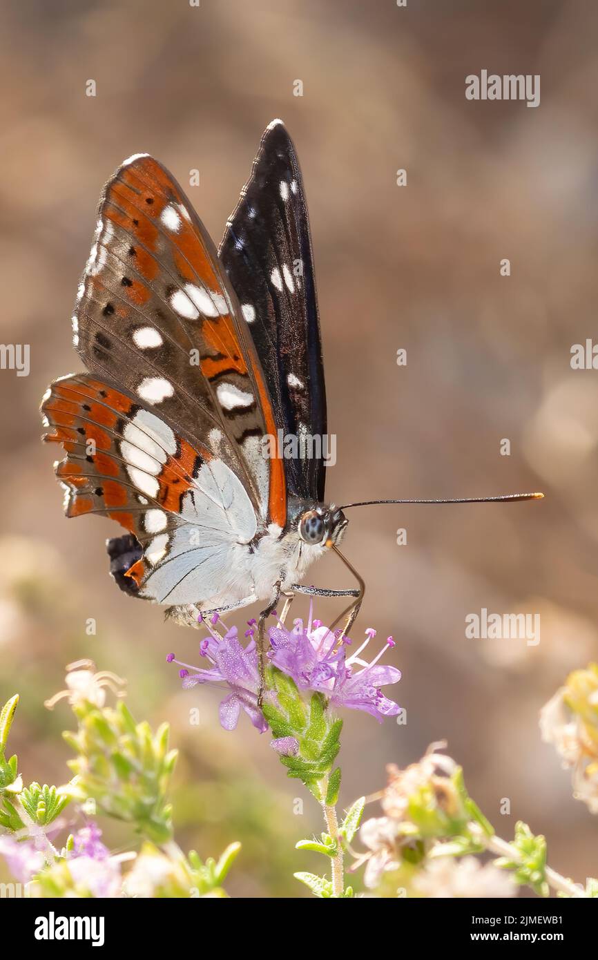 Vanessa cardui butterfly drinking and eating from a flower. Stock Photo