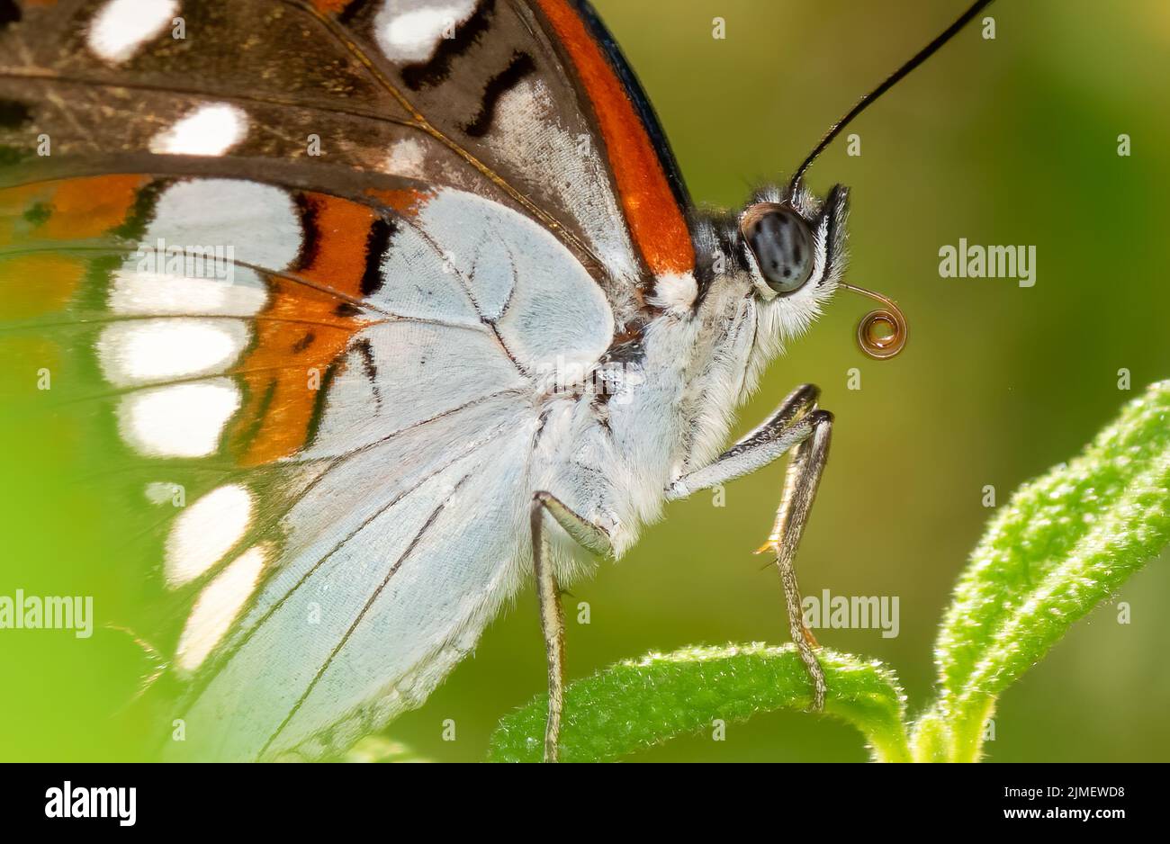 Vanessa cardui butterfly close up look on a leaf. Macro photo. Stock Photo