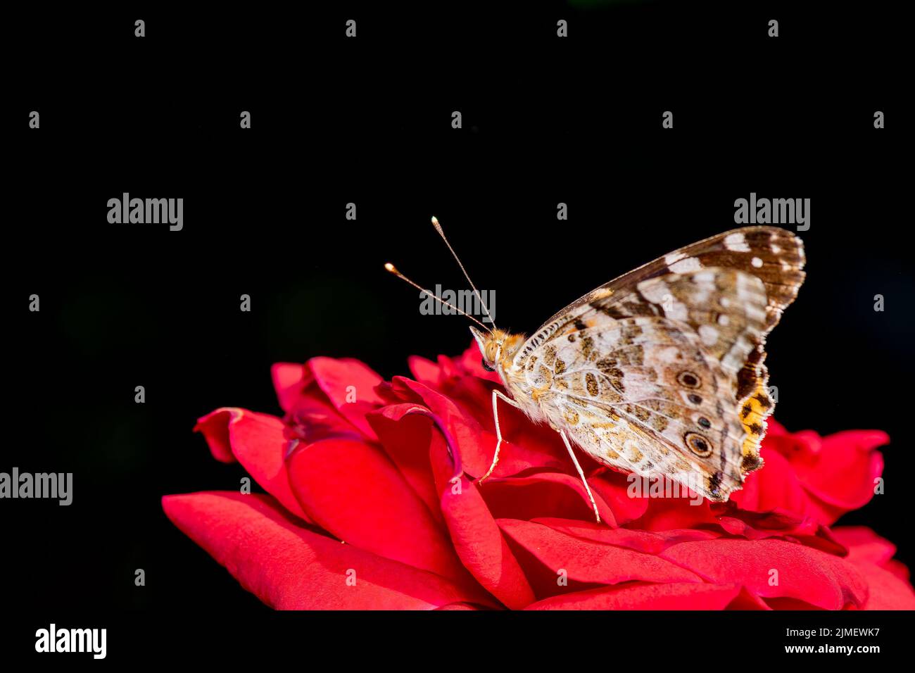 Close up look of a butterfly on a red rose against a black background. Macro photo. Stock Photo