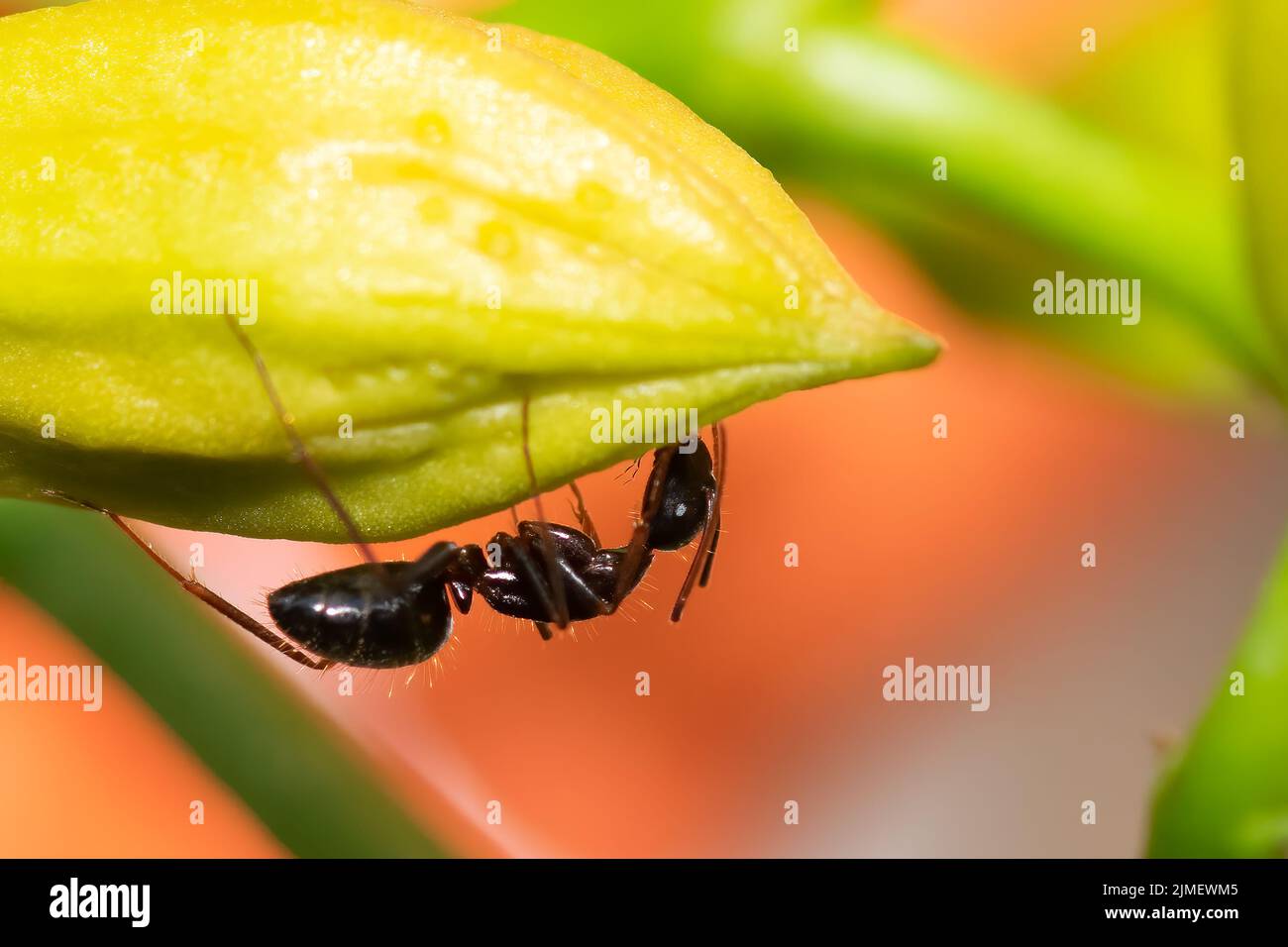 Close up of an ant on a plant eating. Stock Photo
