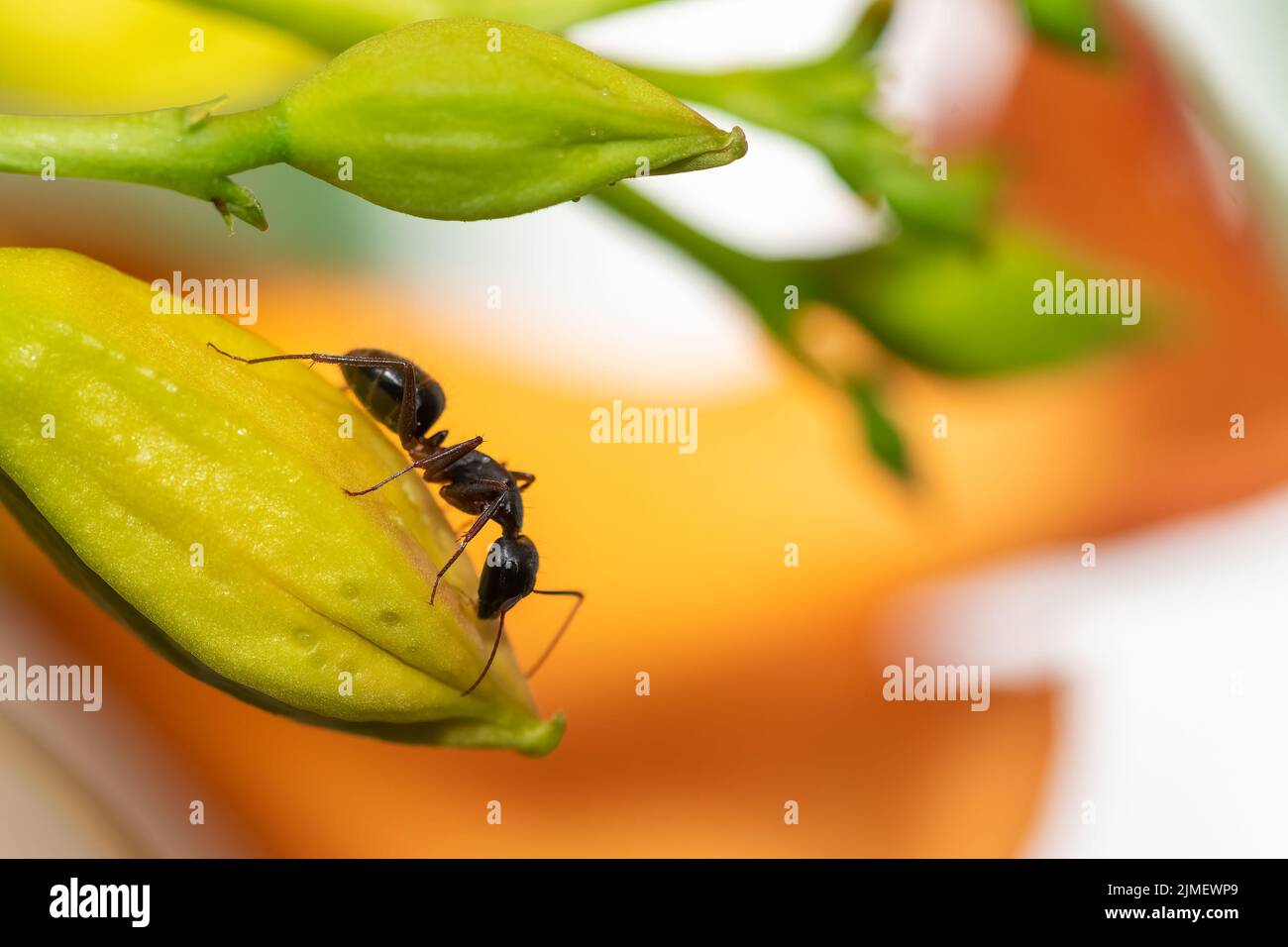 Ant on a yellow plant eating out in the nature. Stock Photo