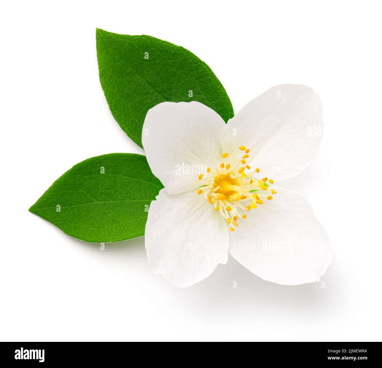 Jasmine Flower Isolated On White Background Stock Photo Alamy