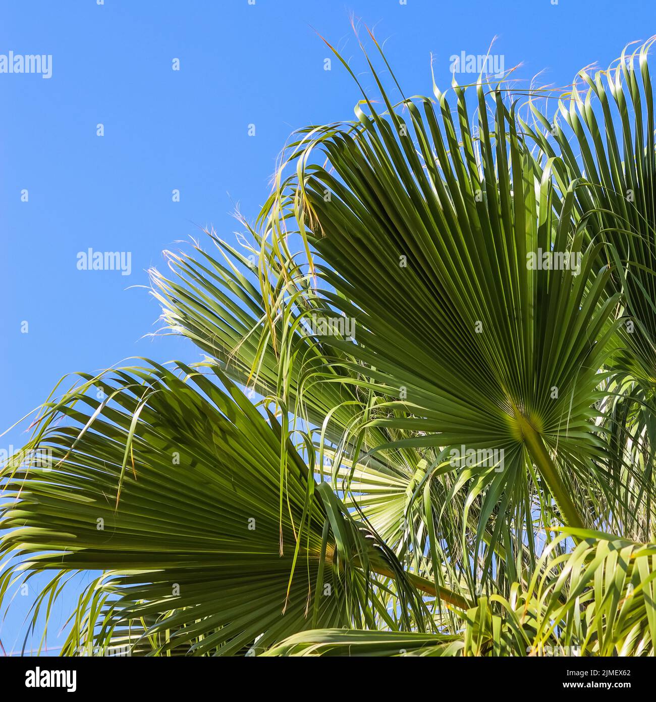Palm leaves on blue sky background in summertime Stock Photo - Alamy