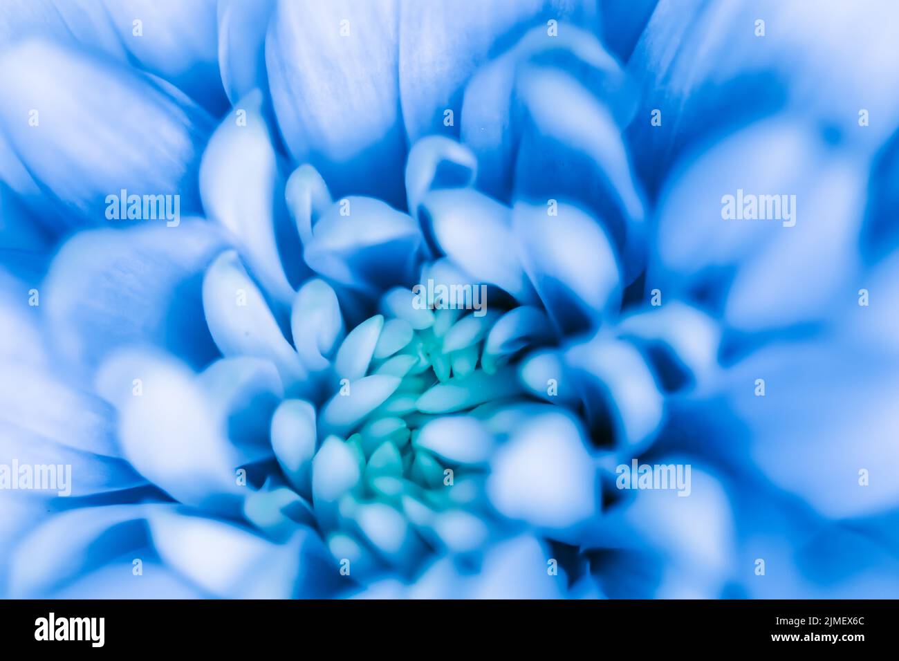 Abstract floral background, blue chrysanthemum flower. Macro flowers backdrop for holiday brand design Stock Photo