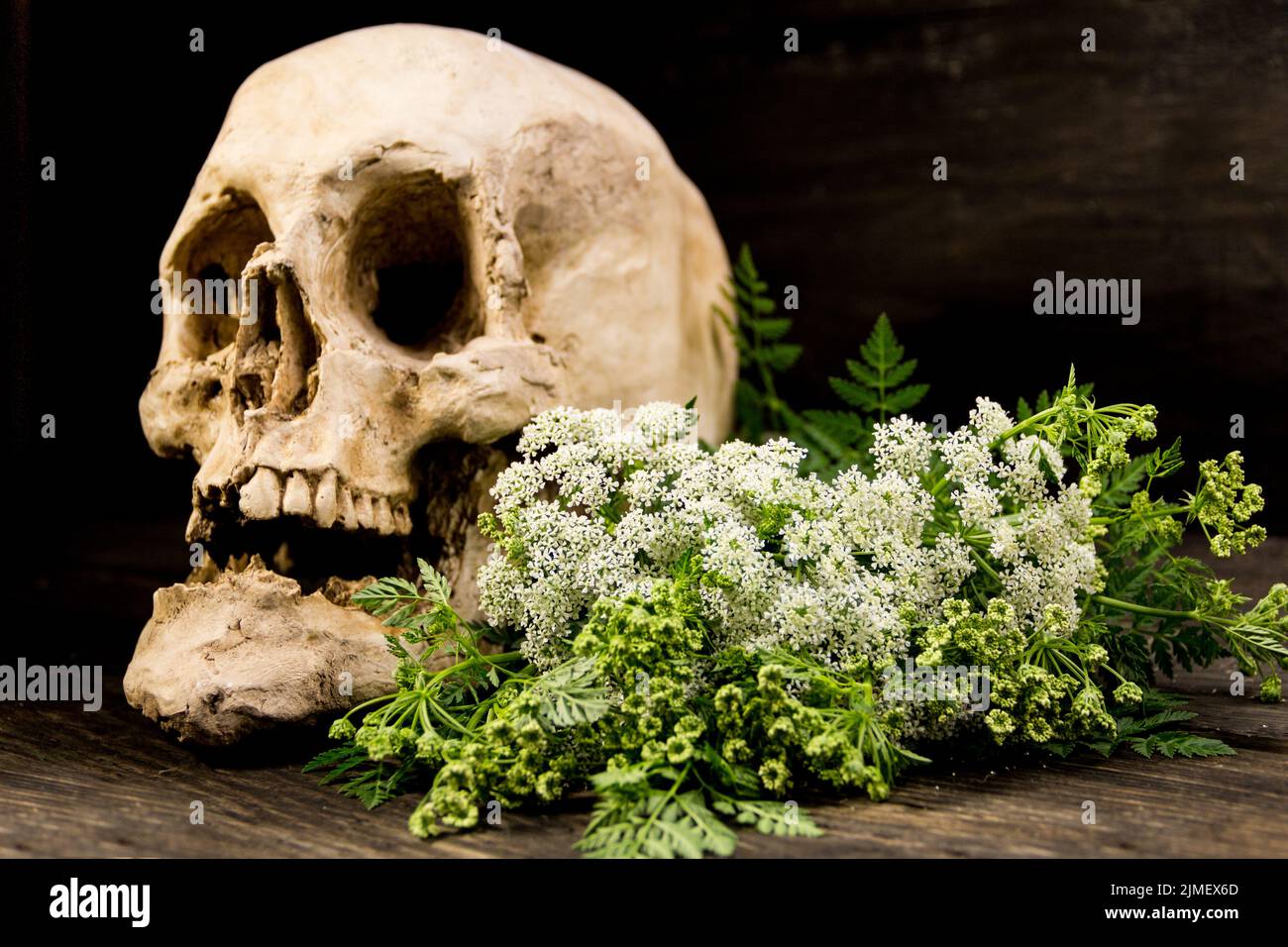 A bouquet of hemlock flowers with a human skull Stock Photo