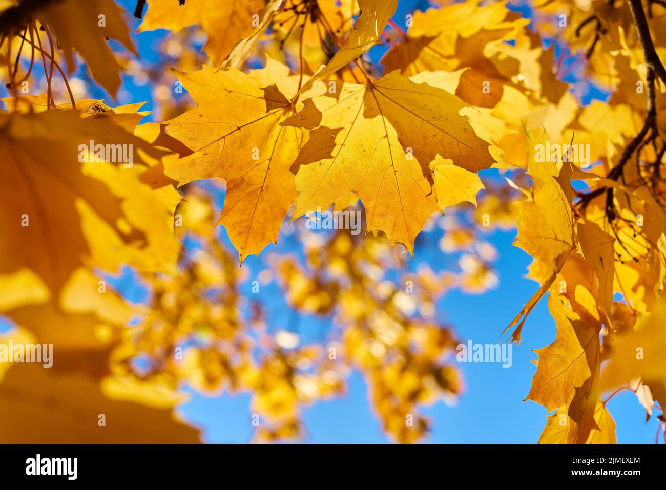 Leaves of a Norway maple (Acer platanoides) with autumn yellow coloration in the back light Stock Photo