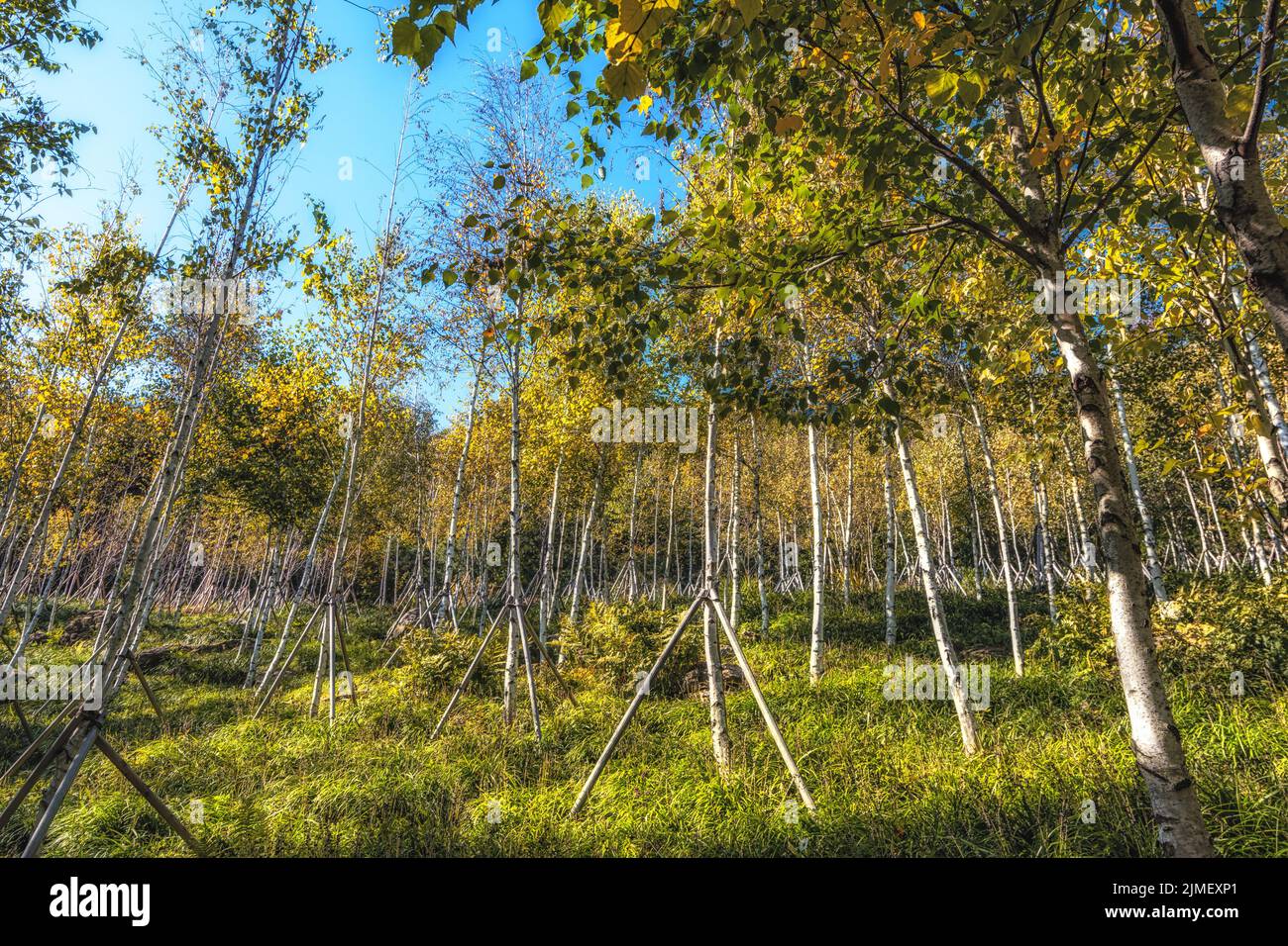 White birch trees in Hwadam Stock Photo