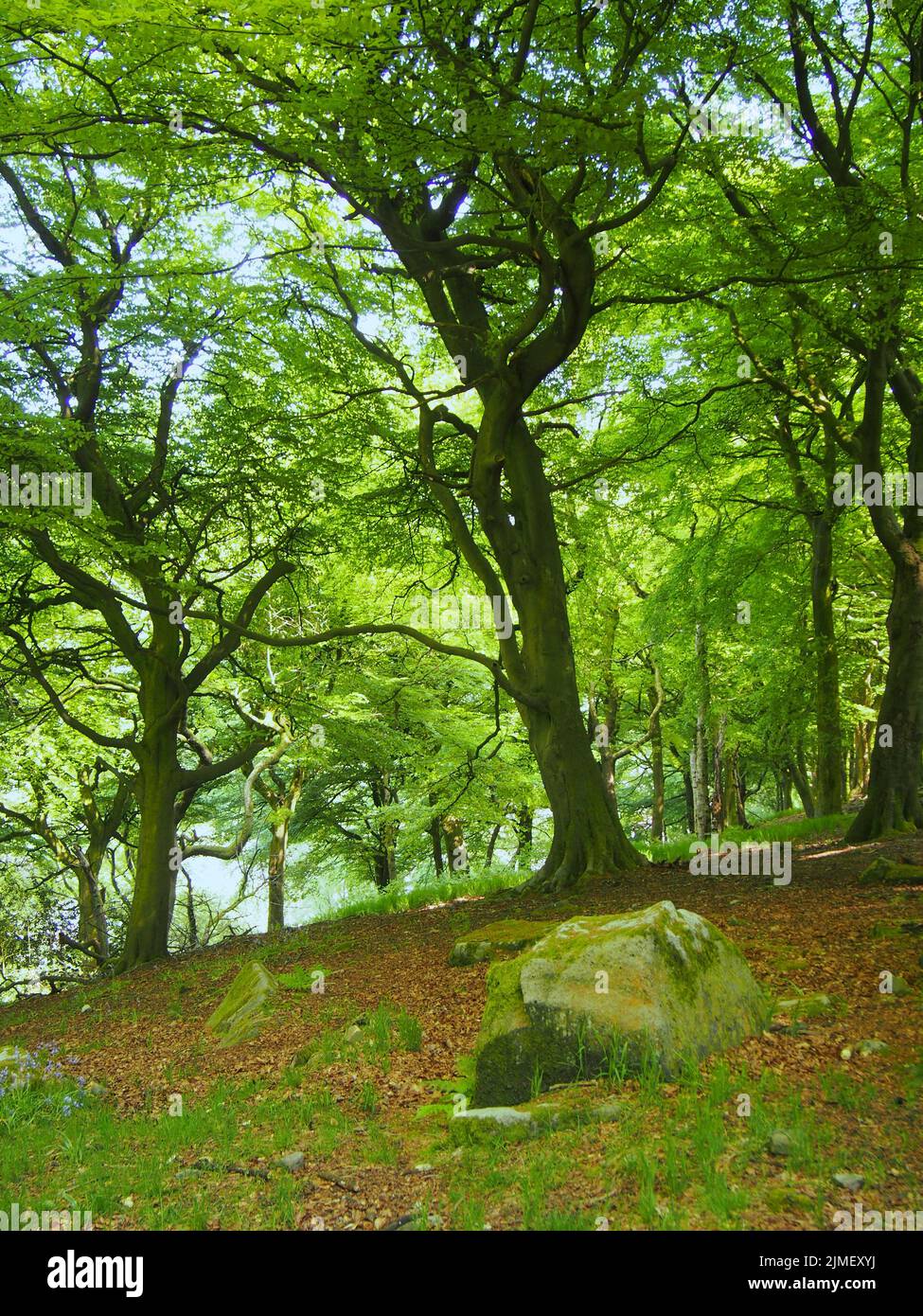 Forest with large beech trees with leaves illuminated by bright morning sunshine and boulders on the ground Stock Photo