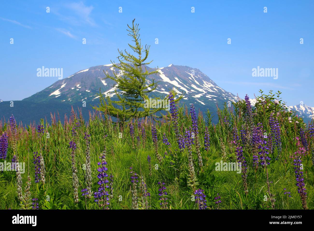 Landscape at the Alaska Wildlife Conservation Center Stock Photo