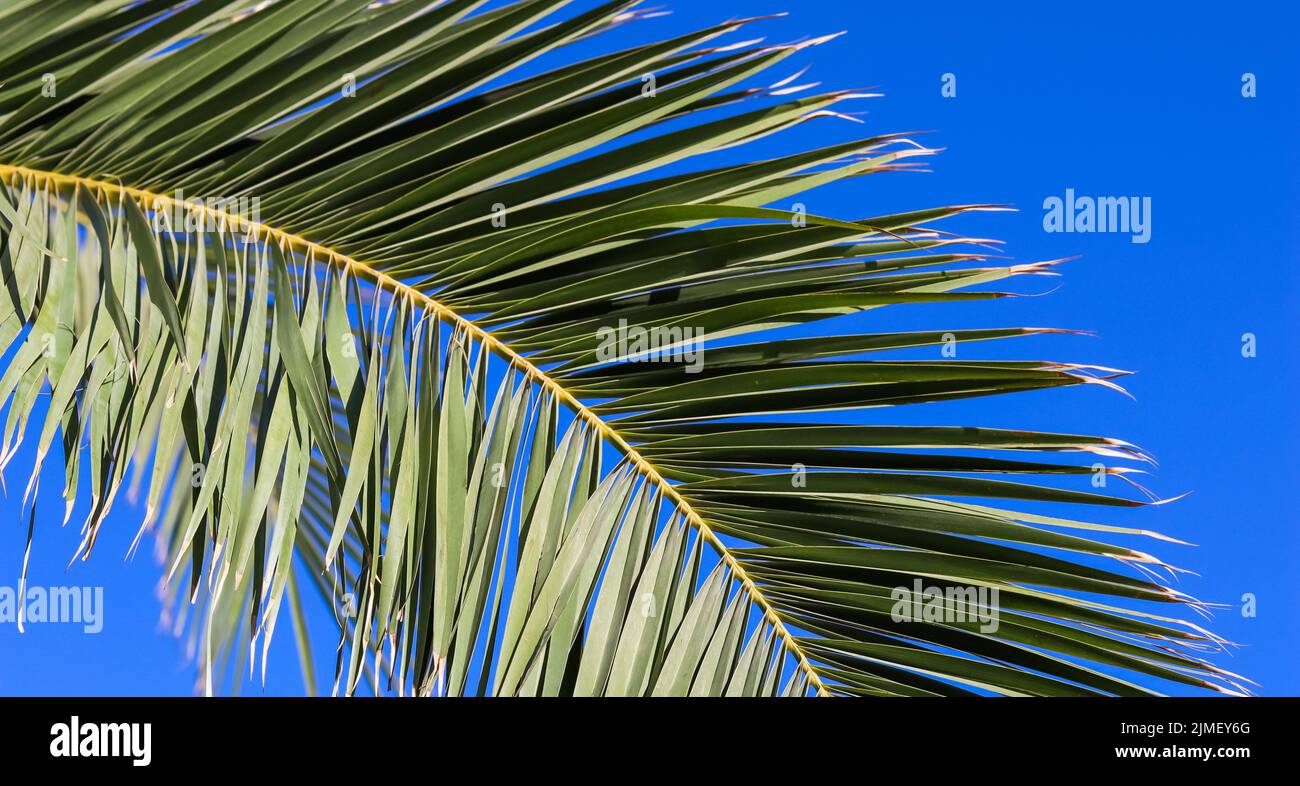 Palm leaf on blue sky background in summertime Stock Photo - Alamy