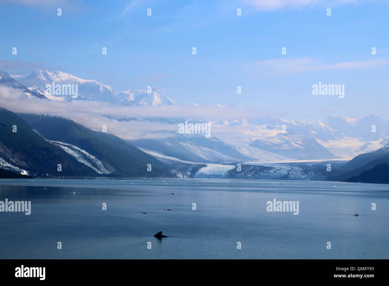 Alaska, Smith Glacier left and Harvard Glacier in College Fjord Stock