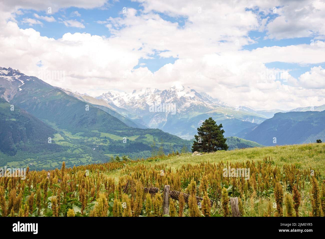 Svaneti, Georgia landscape on Summer day. Caucasus mountain range view with a single tree near Mestia Stock Photo