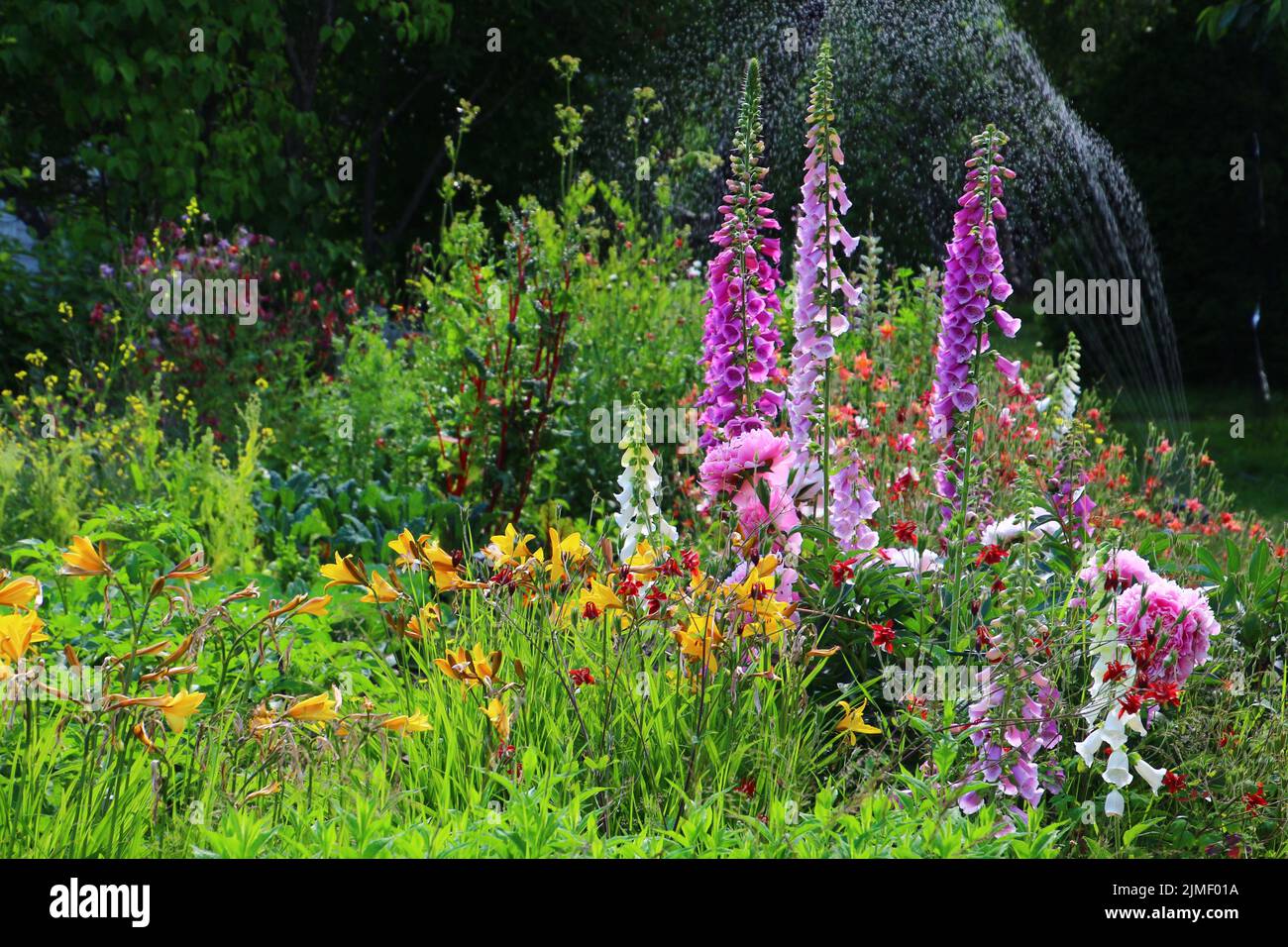 Beautiful flowers in bloom in a garden, Alaska Stock Photo Alamy