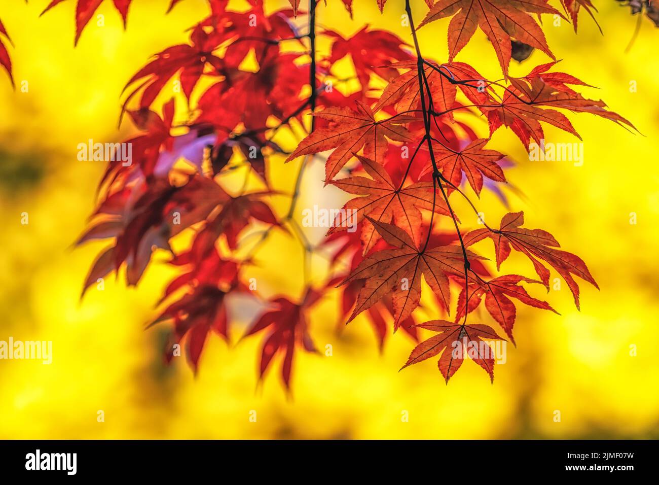 Korean maple forest hi-res stock photography and images - Alamy