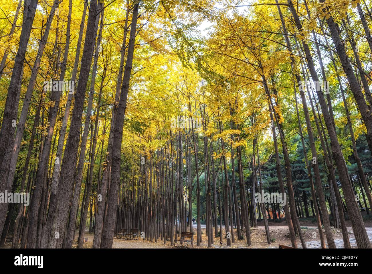 Ginkgo tree forest in Seoul Forest taken during autumn season Stock Photo