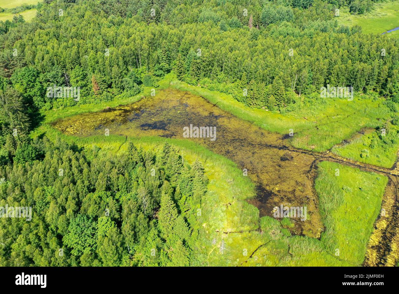 Aerial view of green overgrown lake surrounded with forest Stock Photo ...