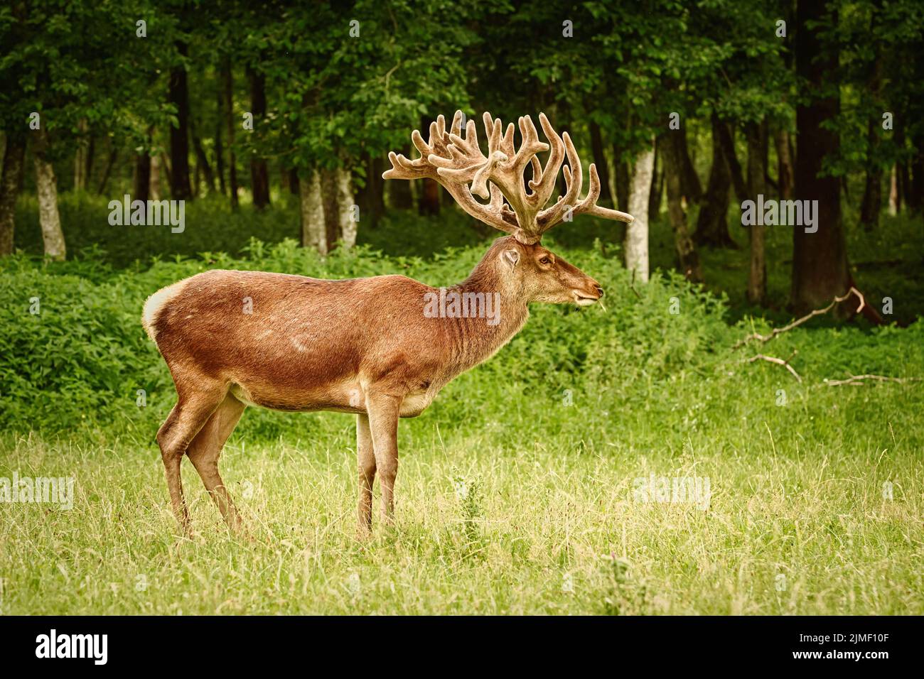 Deer with big horns Stock Photo