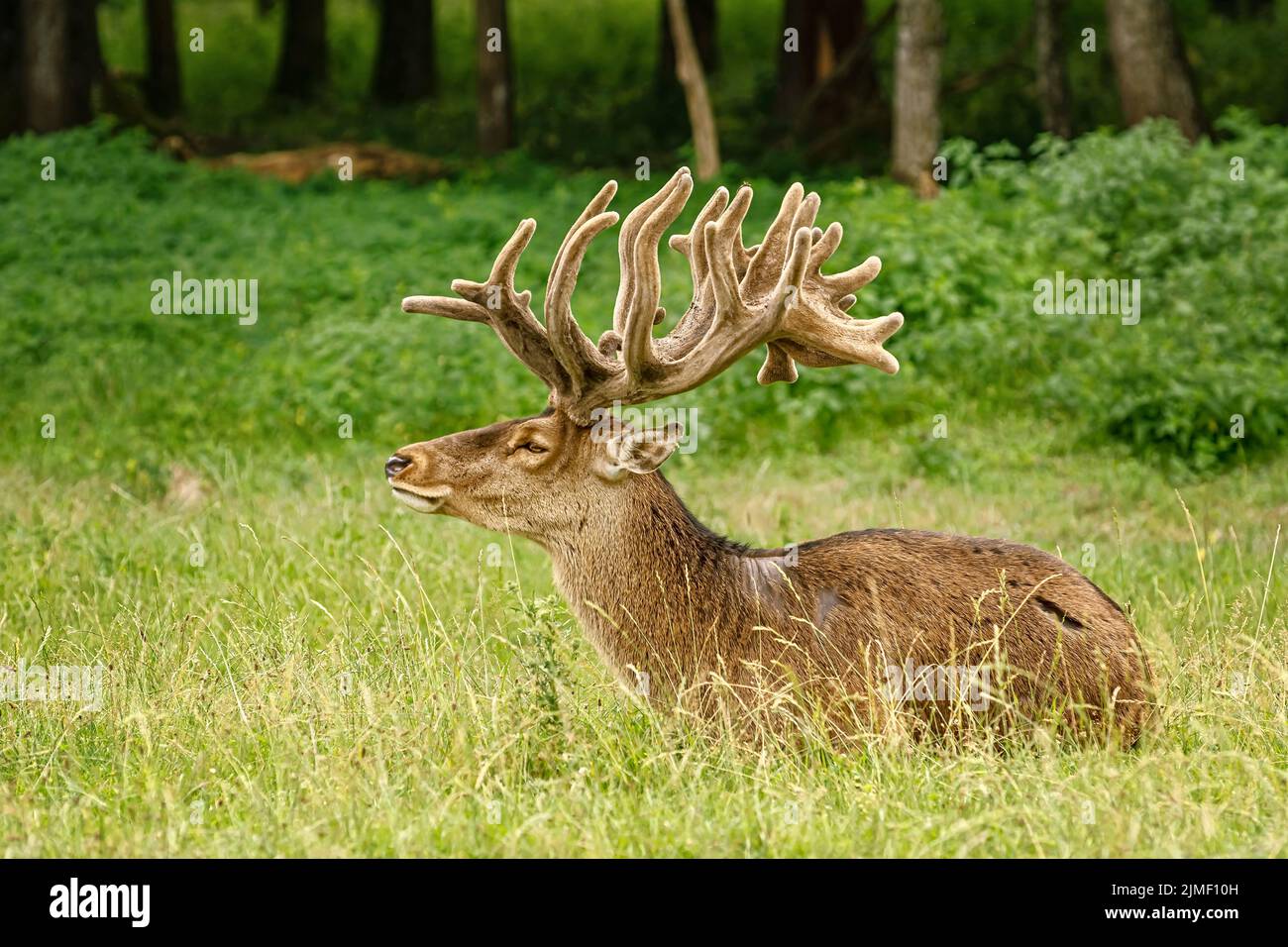 Deer with big horns Stock Photo