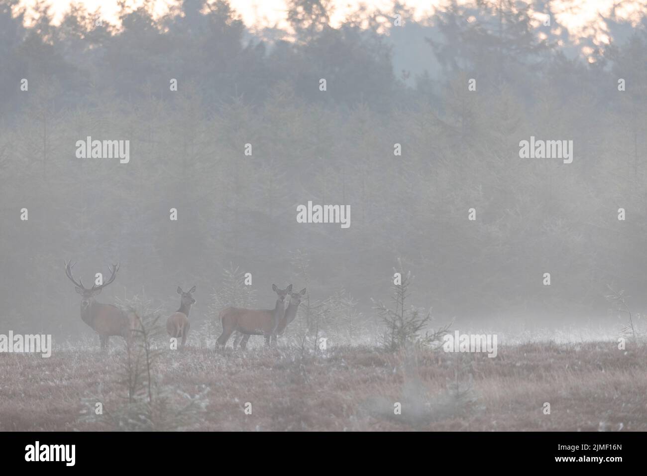 Red stag and hinds in morning fog / Cervus elaphus Stock Photo