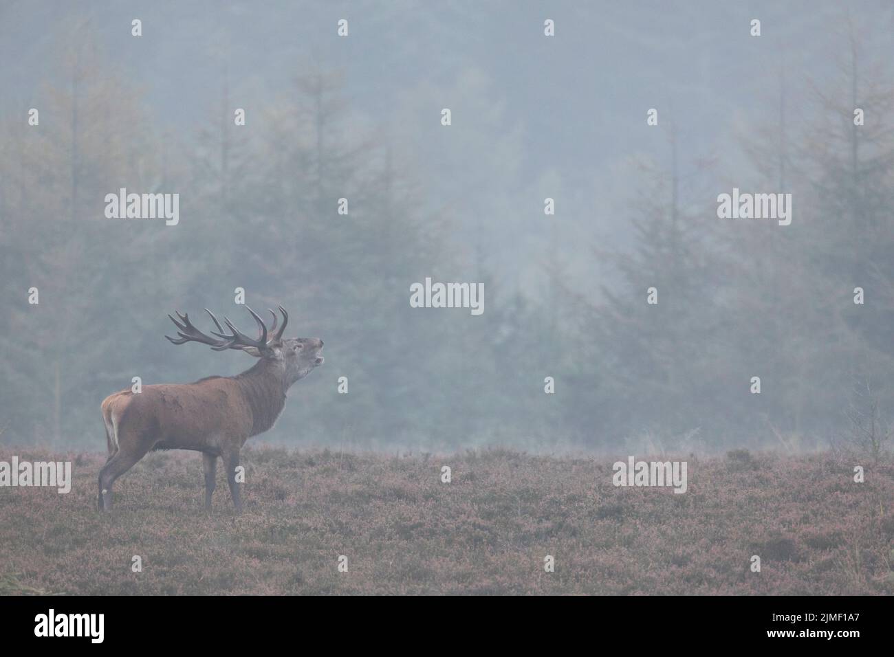 A Red stag stands roaring on a heathland / Cervus elaphus Stock Photo