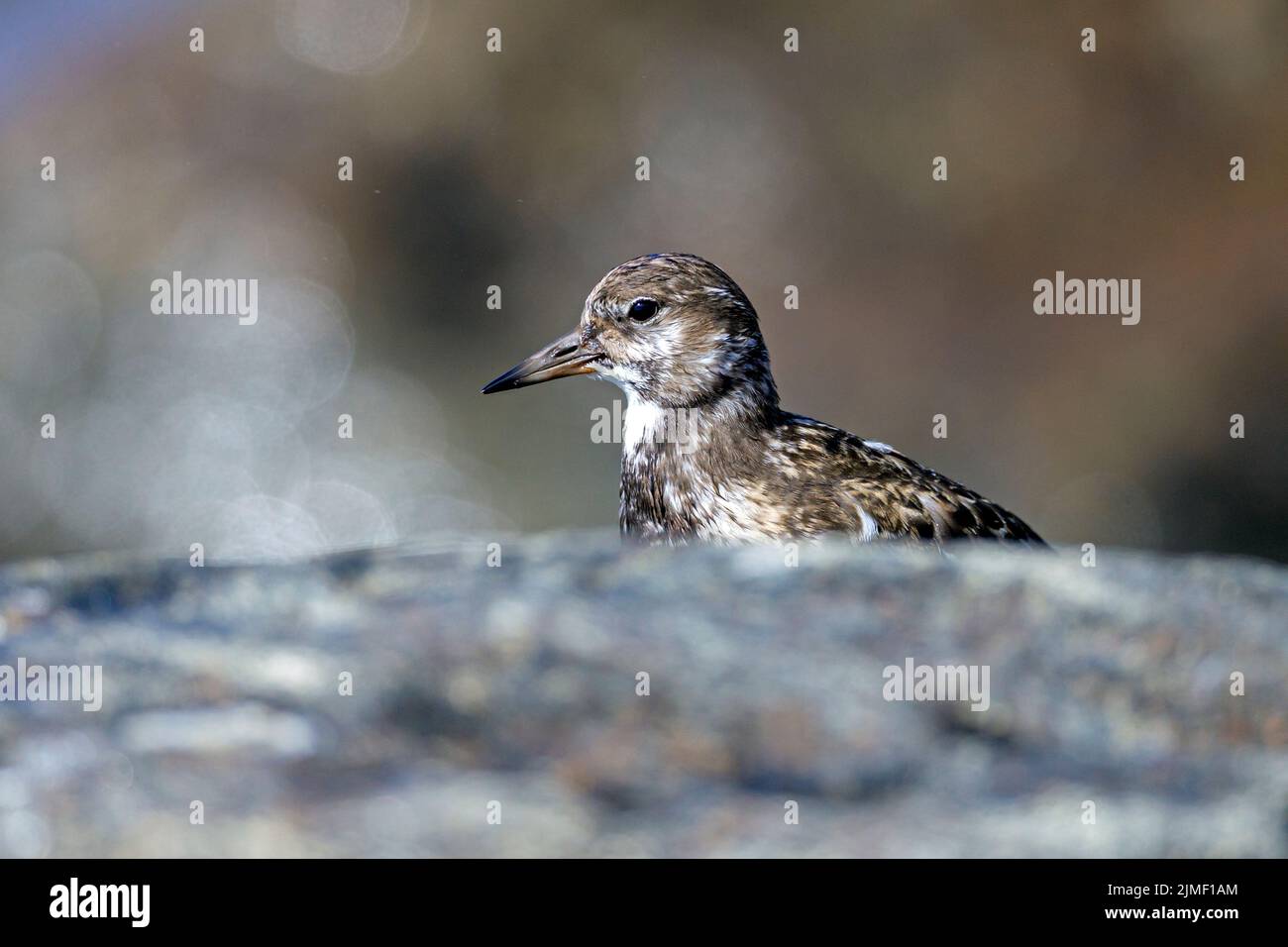 Ruddy Turnstone has found a place sheltered from the wind between rocks / Arenaria interpres Stock Photo
