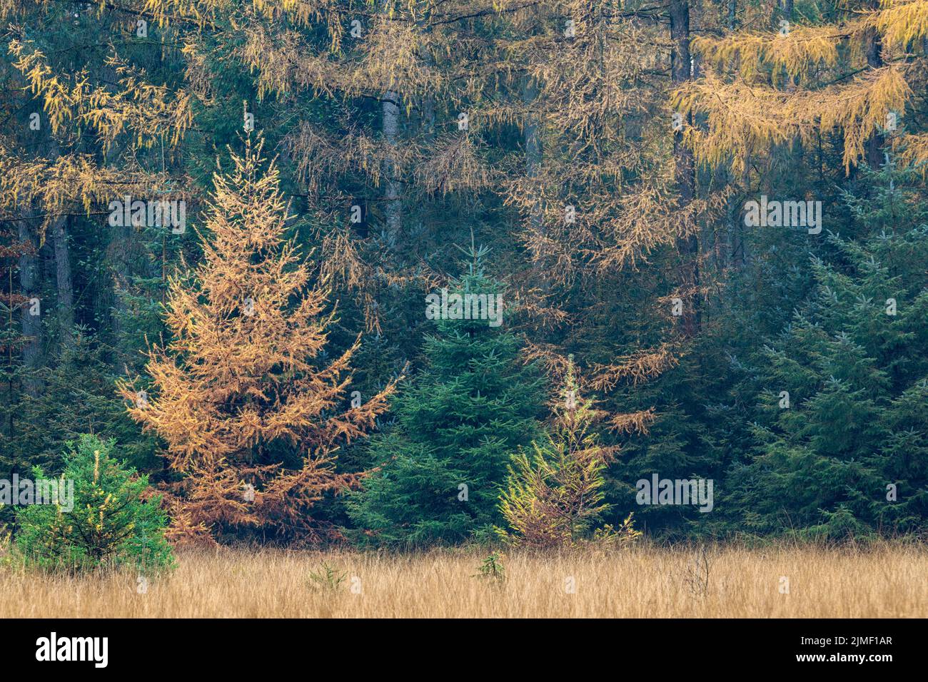 Larch forest in autumn at the edge of a bog Stock Photo