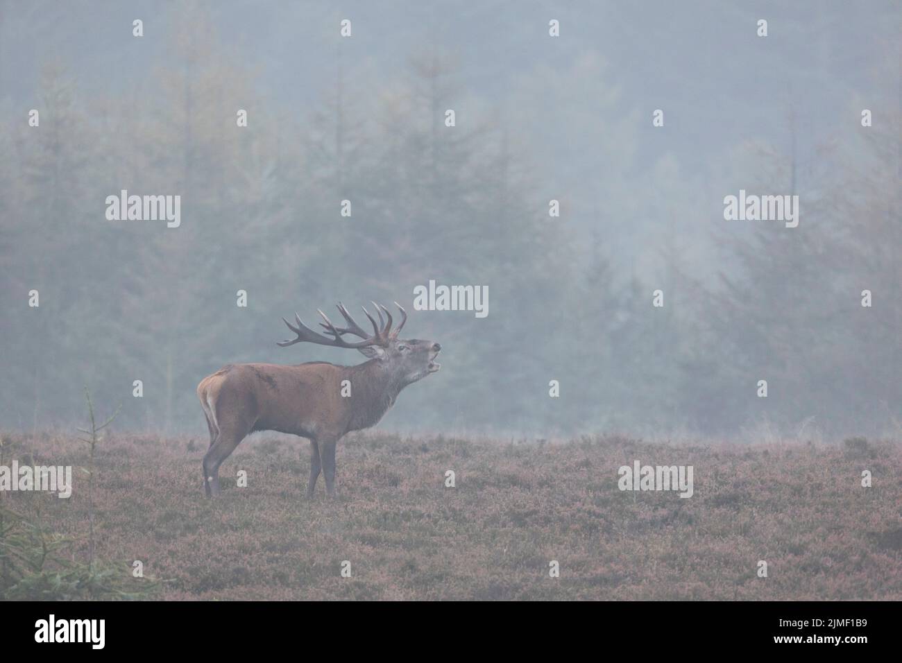 A Red stag stands roaring on a heathland / Cervus elaphus Stock Photo