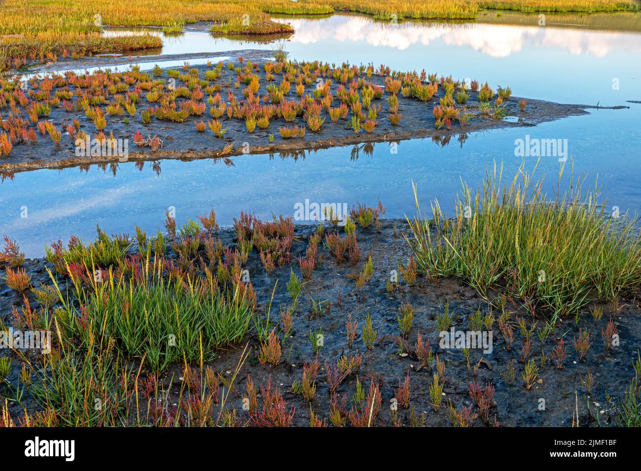 Salt marsh with autumnal Common Glasswort and Common Cordgrass Stock Photo