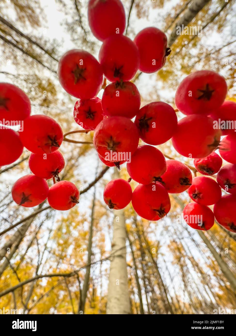 Red bird on rowan bush hi res stock photography and images Alamy