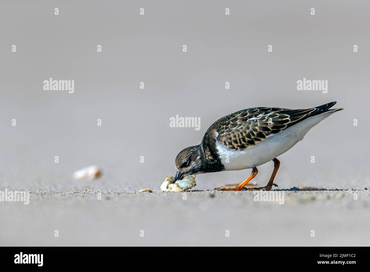 Ruddy Turnstone has found the remains of a Shore Crab on the beach Stock Photo