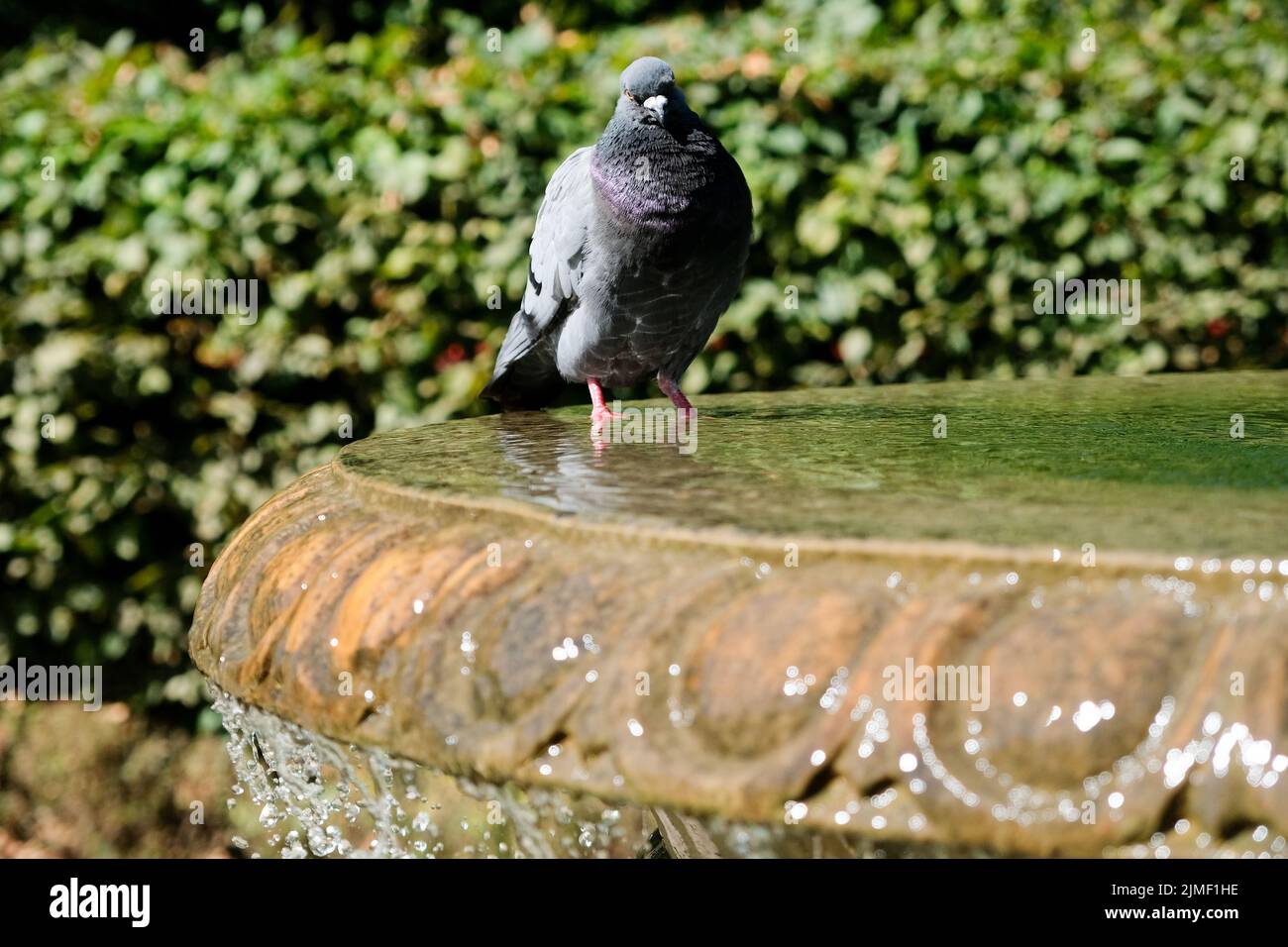 Regents Park, London, UK. 6th Aug 2022. UK Weather: Drought in the UK.  Fountains in Regents Park. A pigeon cools off.  Credit: Matthew Chattle/Alamy Live News Stock Photo