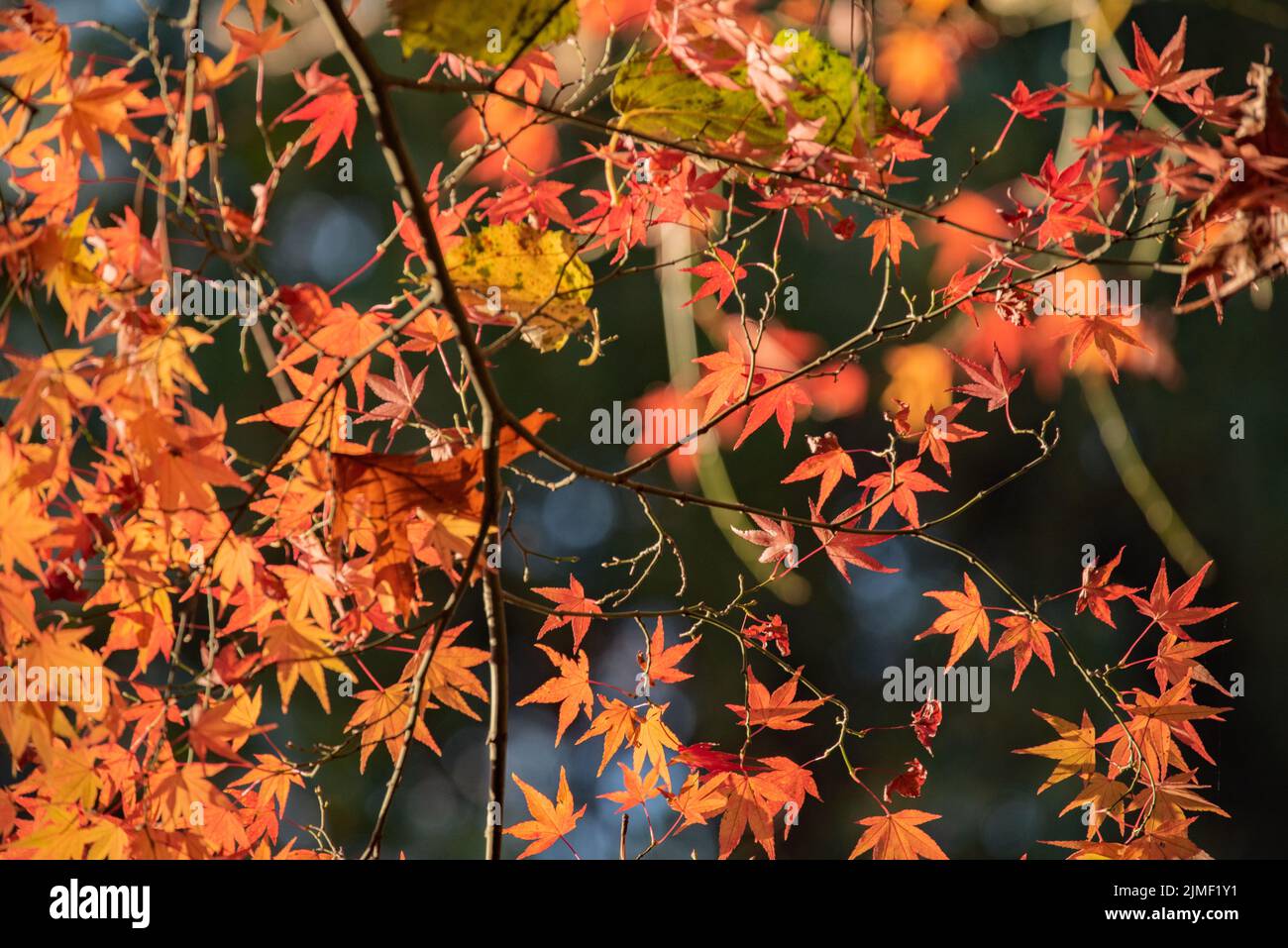 Maple leaves Stock Photo