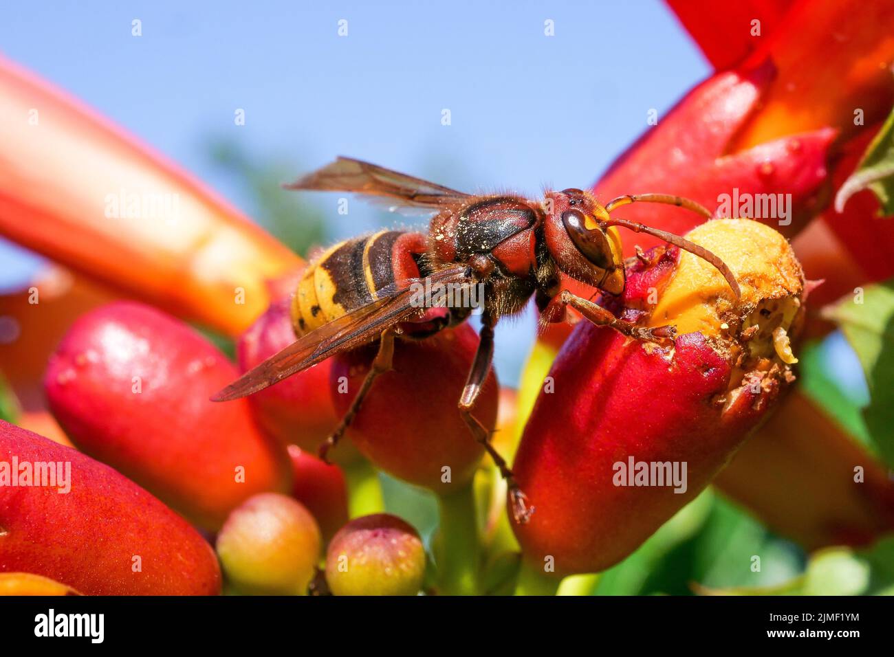 Euopean hornet, Vespa Cabro, Bron, Rhone, AURA Region, France Stock Photo