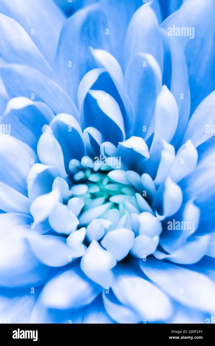Abstract floral background, blue chrysanthemum flower. Macro flowers backdrop for holiday brand design Stock Photo