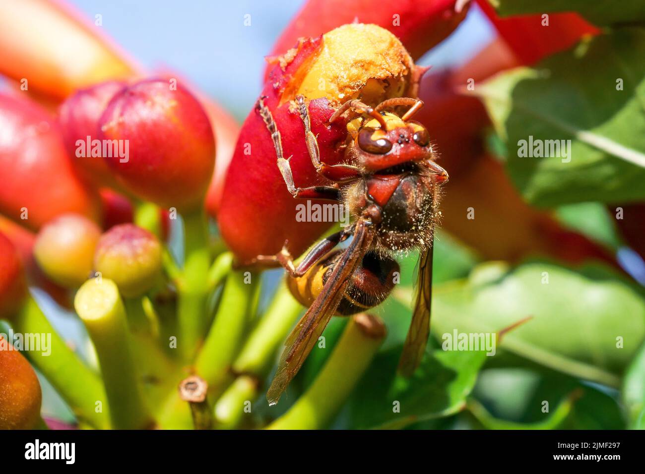 Euopean Vespa Cabro, Bron, Rhone, AURA Region, France Stock