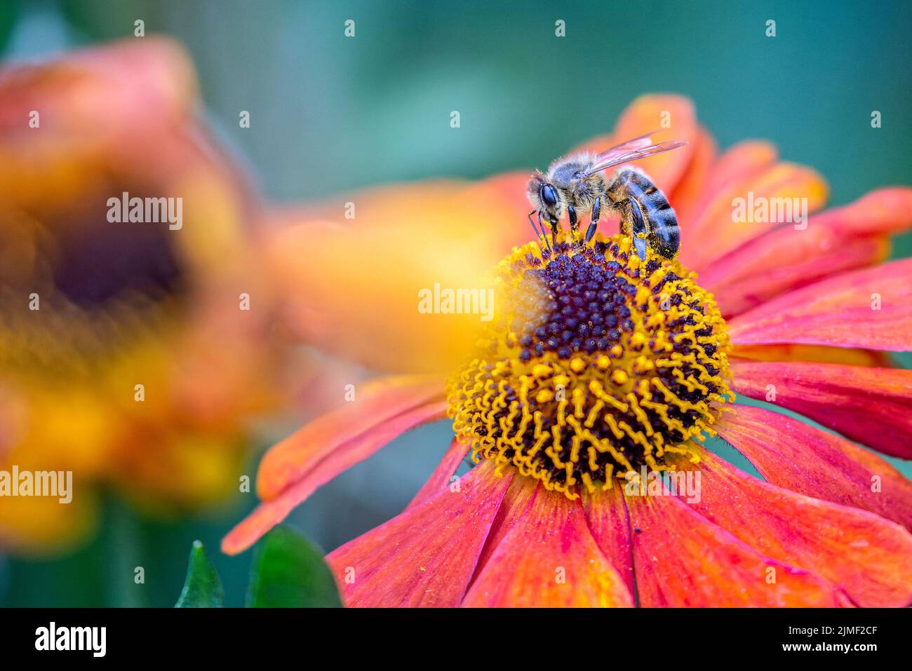 Close up of a striped bee collecting pollen from a colourful echinacea flower head Stock Photo